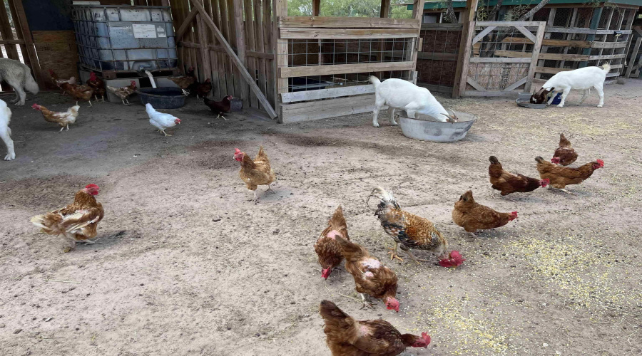 439 Ranch Road 7016C, Laredo, Texas 78043, ,Land,For Sale,439 Ranch Road 7016C,20260208