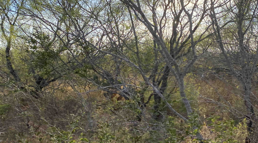 001 Ranch Rd, Encinal, Texas 78045, ,Land,For Sale,001 Ranch Rd,20260612