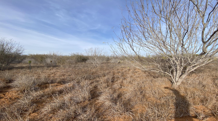 002 Ranch Rd, Encinal, Texas 78019, ,Land,For Sale,002 Ranch Rd,20260613