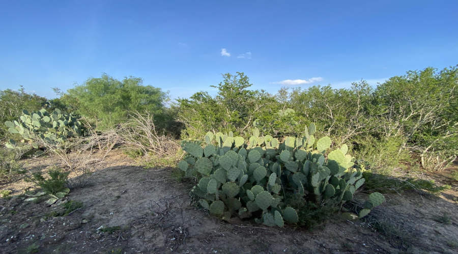 006 Ranch Rd, ENCINAL, Texas 78019, ,Land,For Sale,006 Ranch Rd,20260617