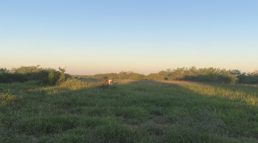 007 Ranch Rd, ENCINAL, Texas 78019, ,Land,For Sale,007 Ranch Rd,20260618