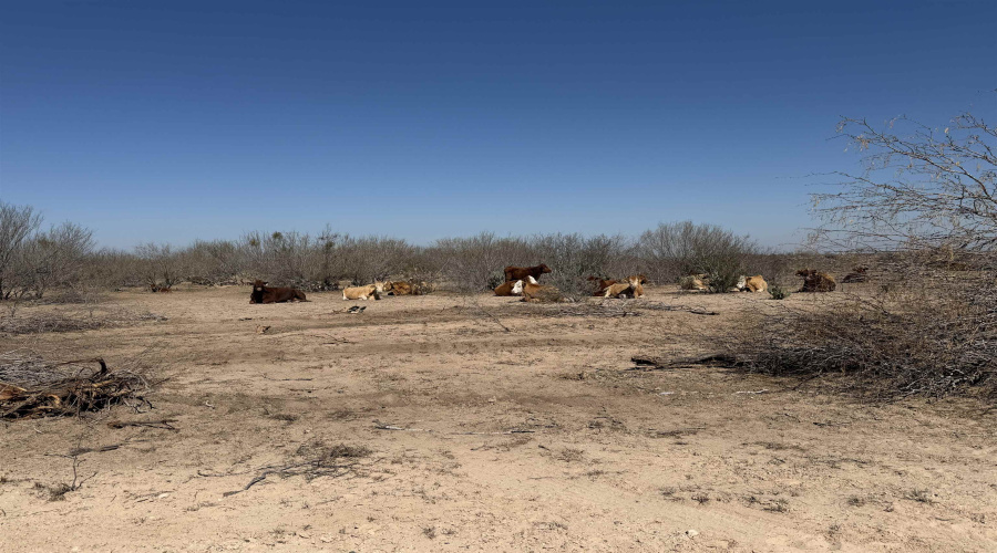 Jordan Rd Ranch Rd, Webb County, Texas 78043, ,Land,For Sale,Jordan Rd Ranch Rd,20260627