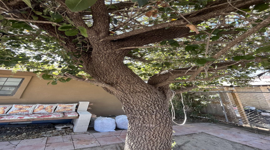 137 Pamplona Lp, Laredo, Texas 78046, 3 Bedrooms Bedrooms, 5 Rooms Rooms,1 BathroomBathrooms,Residential,For Sale,137 Pamplona Lp,20260663