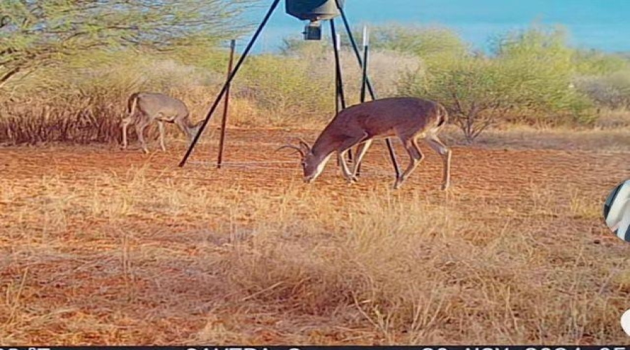 6252B U.S. Hwy 83 North, LAREDO, Texas 78045, ,Land,For Sale,6252B U.S. Hwy 83 North,20260874