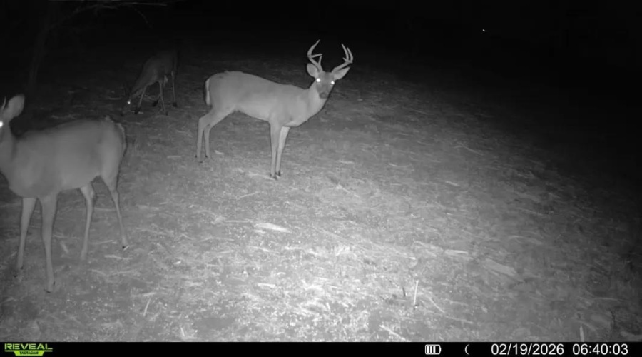 A-212 GT J & V FLORES, San Diego, Texas 78384, ,Land,For Sale,A-212 GT J & V FLORES,20260976