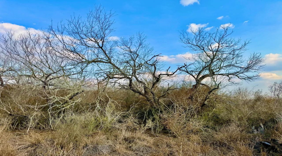 A-212 GT J & V FLORES, San Diego, Texas 78384, ,Land,For Sale,A-212 GT J & V FLORES,20260976