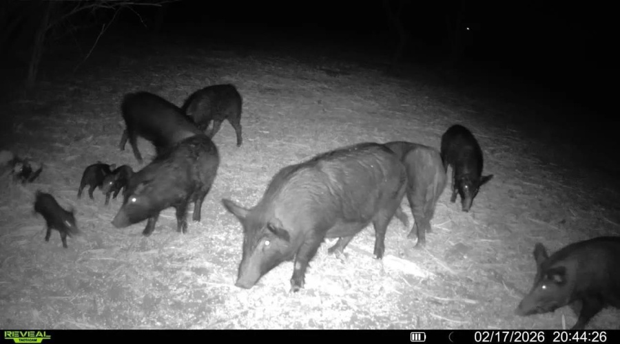 A-212 GT J & V FLORES, San Diego, Texas 78384, ,Land,For Sale,A-212 GT J & V FLORES,20260976