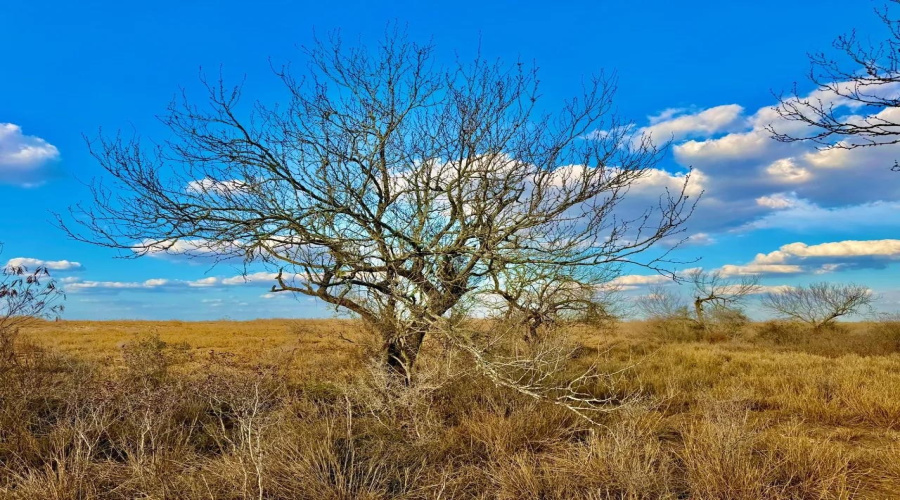 A-212 GT J & V FLORES, San Diego, Texas 78384, ,Land,For Sale,A-212 GT J & V FLORES,20260976