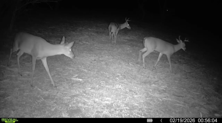 A-212 GT J & V FLORES, San Diego, Texas 78384, ,Land,For Sale,A-212 GT J & V FLORES,20260976