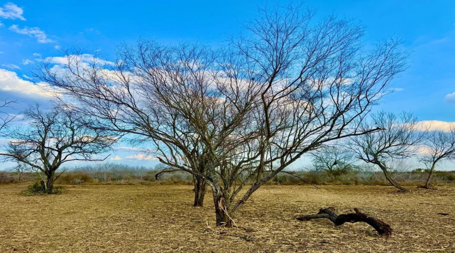 A-212 GT J & V FLORES, San Diego, Texas 78384, ,Land,For Sale,A-212 GT J & V FLORES,20260976