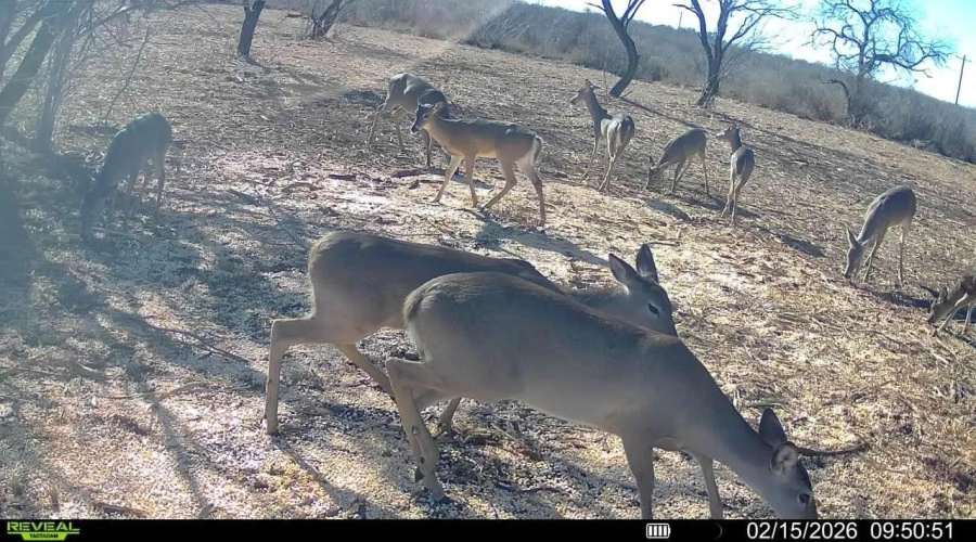 A-212 GT J & V FLORES, San Diego, Texas 78384, ,Land,For Sale,A-212 GT J & V FLORES,20260976