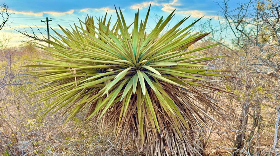 A-212 GT J & V FLORES, San Diego, Texas 78384, ,Land,For Sale,A-212 GT J & V FLORES,20260976