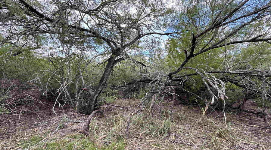 CR 406 (E OFF OF), Falfurrias, Texas 78355, ,Land,For Sale,CR 406 (E OFF OF),20261062