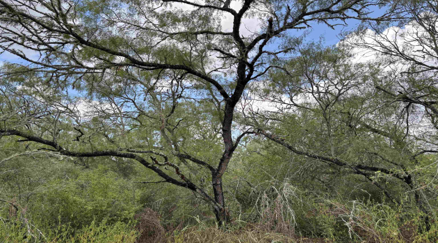 CR 406 (E OFF OF), Falfurrias, Texas 78355, ,Land,For Sale,CR 406 (E OFF OF),20261062