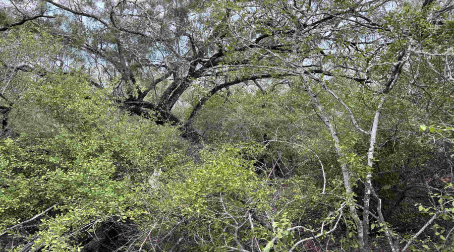 CR 406 (E OFF OF), Falfurrias, Texas 78355, ,Land,For Sale,CR 406 (E OFF OF),20261062