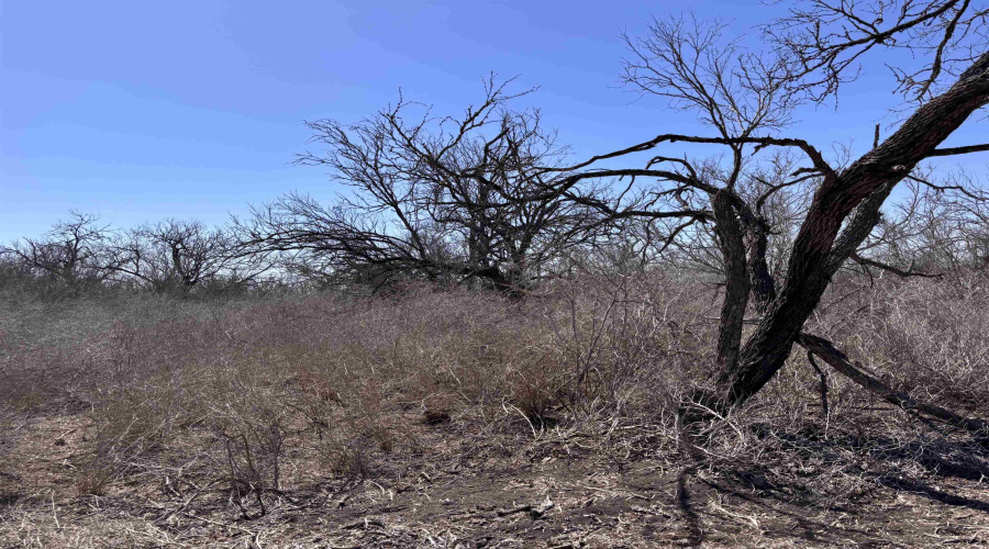 ABST 318 WJ Pearce, Three Rivers, Texas 78071, ,Land,For Sale,ABST 318 WJ Pearce,20261140