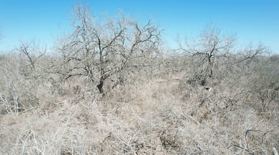 ABST 318 WJ Pearce, Three Rivers, Texas 78071, ,Land,For Sale,ABST 318 WJ Pearce,20261140