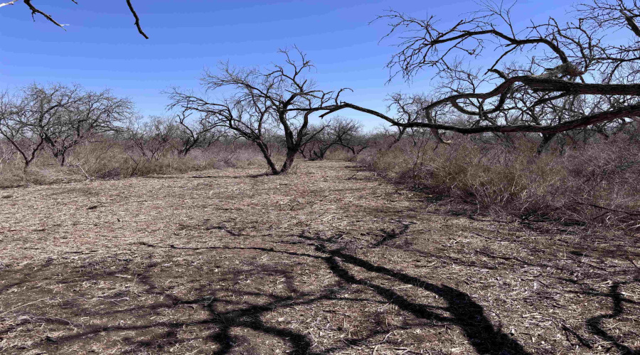 ABST 318 WJ Pearce, Three Rivers, Texas 78071, ,Land,For Sale,ABST 318 WJ Pearce,20261140