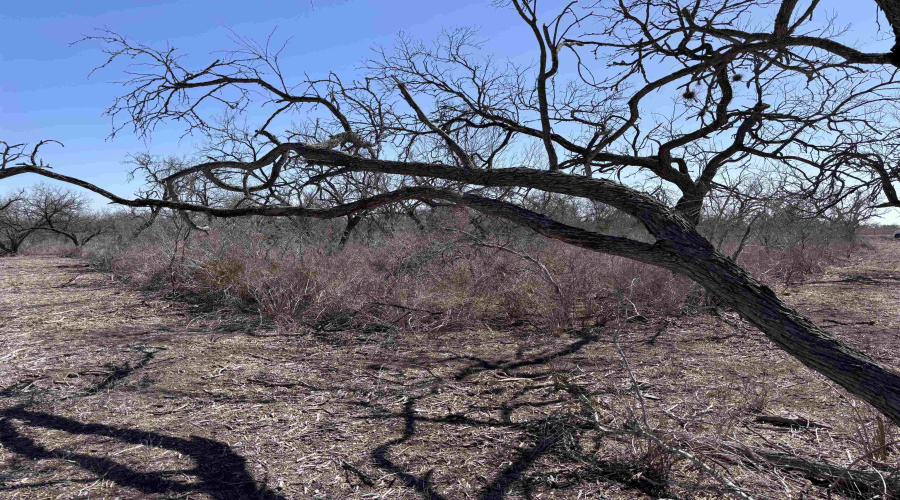 ABST 318 WJ Pearce, Three Rivers, Texas 78071, ,Land,For Sale,ABST 318 WJ Pearce,20261140