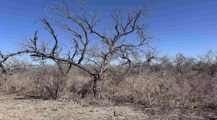 ABST 318 WJ Pearce, Three Rivers, Texas 78071, ,Land,For Sale,ABST 318 WJ Pearce,20261140