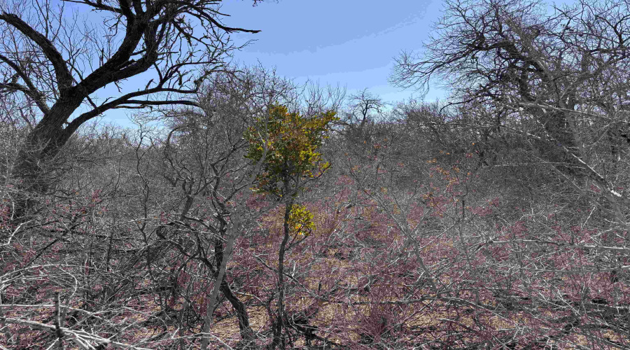 ABST 318 WJ Pearce, Three Rivers, Texas 78071, ,Land,For Sale,ABST 318 WJ Pearce,20261140