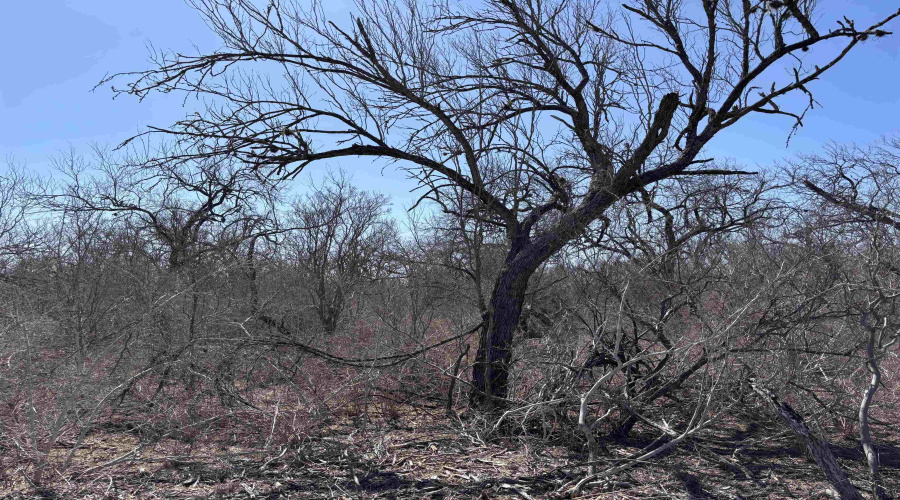 ABST 318 WJ Pearce, Three Rivers, Texas 78071, ,Land,For Sale,ABST 318 WJ Pearce,20261140