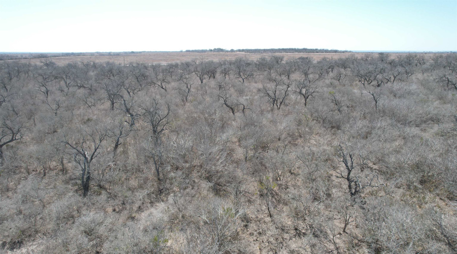 ABST 318 WJ Pearce, Three Rivers, Texas 78071, ,Land,For Sale,ABST 318 WJ Pearce,20261142