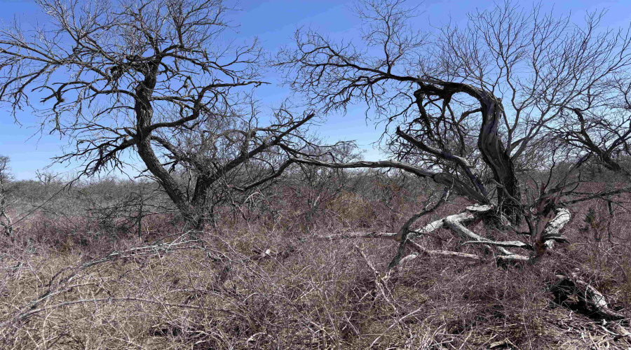 ABST 318 WJ Pearce, Three Rivers, Texas 78071, ,Land,For Sale,ABST 318 WJ Pearce,20261142