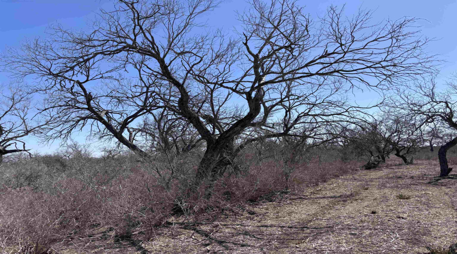 ABST 318 WJ Pearce, Three Rivers, Texas 78071, ,Land,For Sale,ABST 318 WJ Pearce,20261142