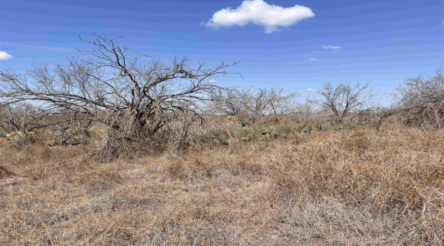 CR 119, Alice, Texas 78332, ,Land,For Sale,CR 119,20261145