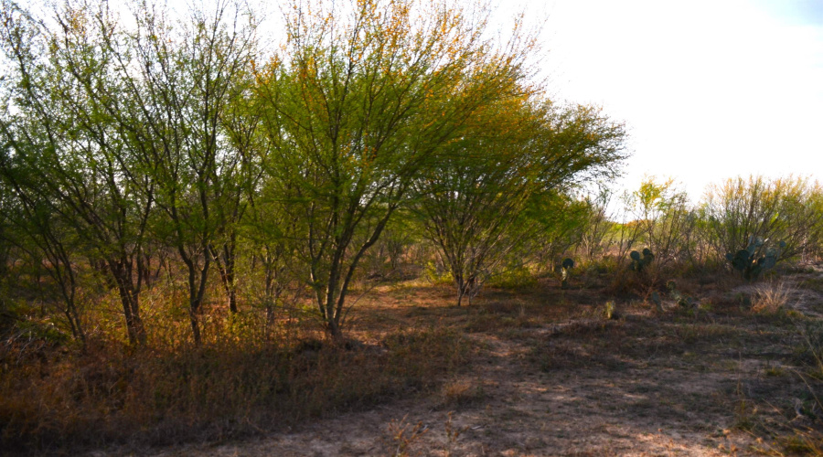 ABST 478 ABST 478 POR 46 B, Laredo, Texas 78043, ,Land,For Sale,ABST 478 ABST 478 POR 46 B,20261168