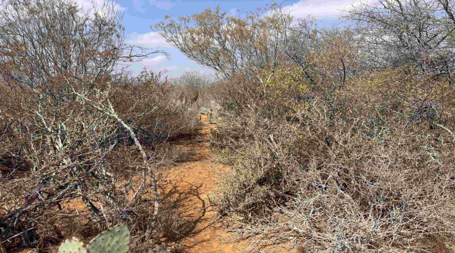 Tract 59-B, Laredo, Texas 78045, ,Land,For Sale,Tract 59-B,20261198