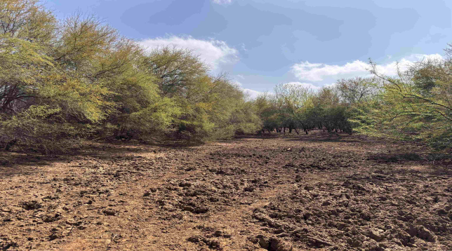 Tract 59-B, Laredo, Texas 78045, ,Land,For Sale,Tract 59-B,20261198