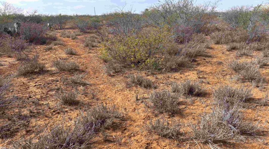 Tract 59-B, Laredo, Texas 78045, ,Land,For Sale,Tract 59-B,20261198