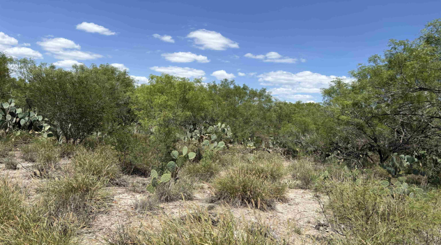 NW 1/2 OF TRS 33 THRU 40 SEC 40 AND 57 THRU 64, Fowlerton, Texas 78021, ,Land,For Sale,NW 1/2 OF TRS 33 THRU 40 SEC 40 AND 57 THRU 64,20261214