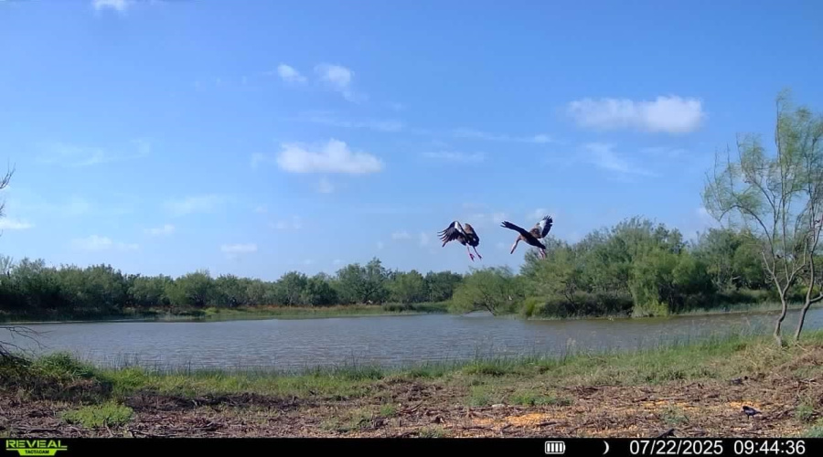 NW 1/2 OF TRS 33 THRU 40 SEC 40 AND 57 THRU 64, Fowlerton, Texas 78021, ,Land,For Sale,NW 1/2 OF TRS 33 THRU 40 SEC 40 AND 57 THRU 64,20261214