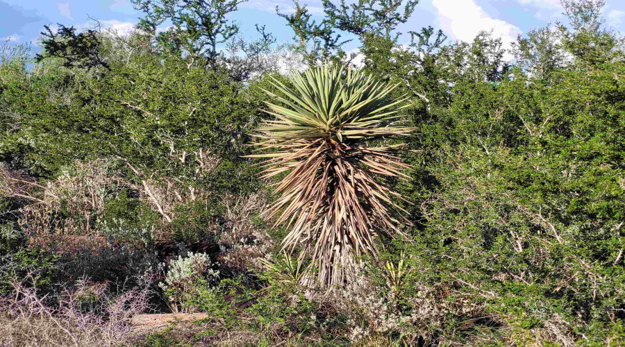 1000 Zapata Hwy, Laredo, Texas 78046, ,Land,For Sale,1000 Zapata Hwy,20261335