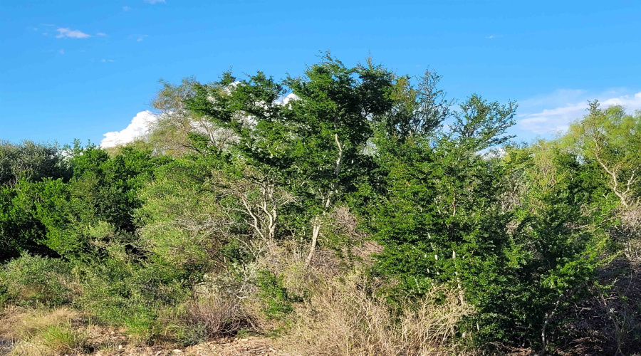 1000 Zapata Hwy, Laredo, Texas 78046, ,Land,For Sale,1000 Zapata Hwy,20261335