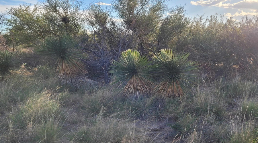 1000 Zapata Hwy, Laredo, Texas 78046, ,Land,For Sale,1000 Zapata Hwy,20261335