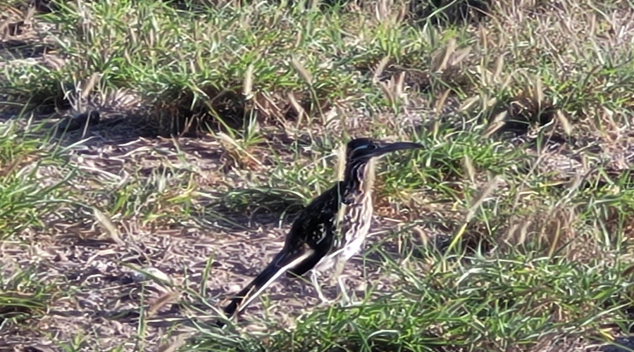 1000 Zapata Hwy, Laredo, Texas 78046, ,Land,For Sale,1000 Zapata Hwy,20261335