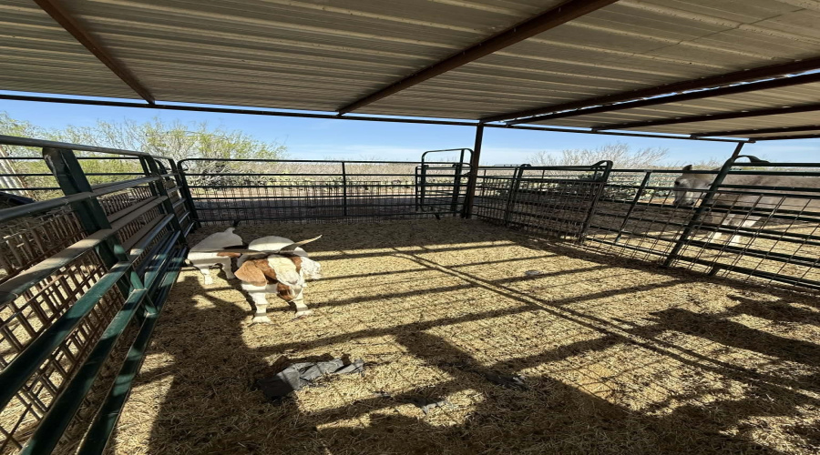 887 Camino Don Antonio, Laredo, Texas 78041, ,Land,For Sale,887 Camino Don Antonio,20261339