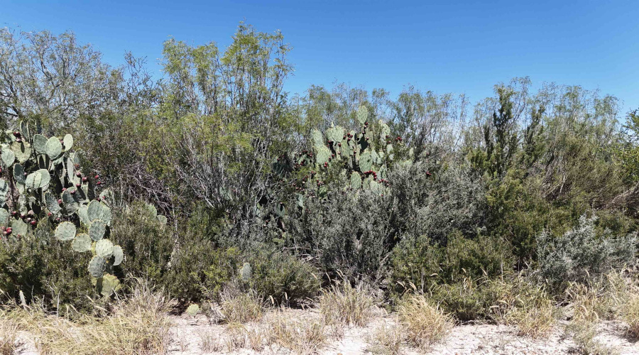 260 Ranch Road 7132 G, Laredo, Texas 78044, ,Land,For Sale,260 Ranch Road 7132 G,20261348