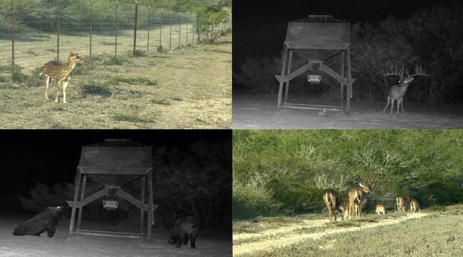 TR 16 Tx State Hwy 339, Freer, Texas 00000-0000, ,Land,For Sale,TR 16 Tx State Hwy 339,20261393