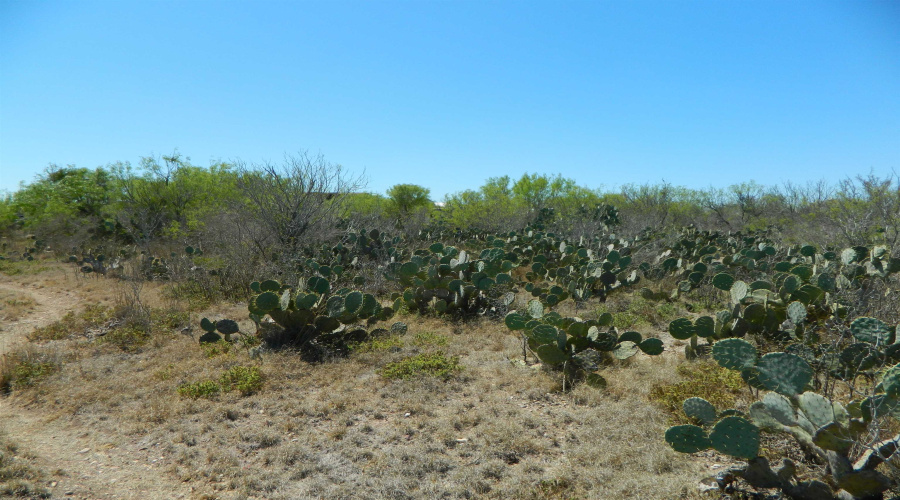 Lot 100 Ranchitos Los Fresnos, Laredo, Texas 78043, ,Land,For Sale,Lot 100 Ranchitos Los Fresnos,20261442