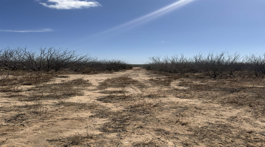 000 Ranch Rd, Laredo, Texas 78040, ,Land,For Sale,000 Ranch Rd,20261483
