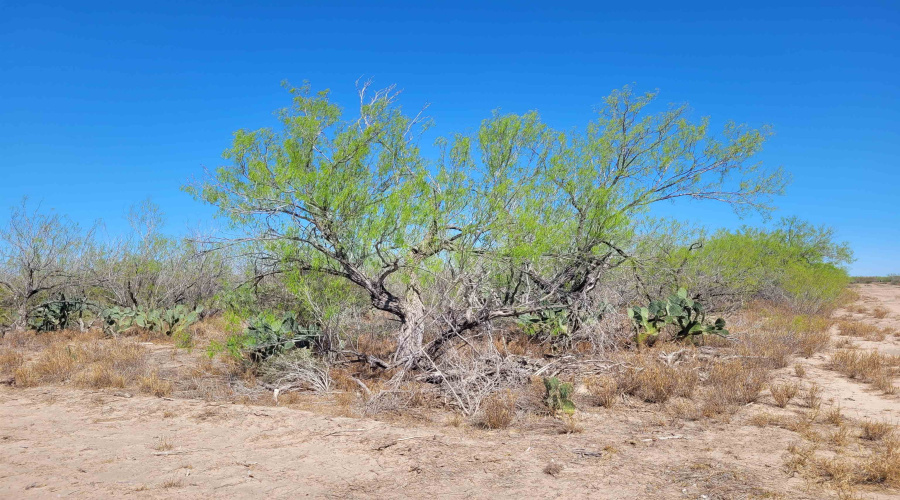 385 Ranch Road 7074C, Laredo, Texas 78043, ,Land,For Sale,385 Ranch Road 7074C,20261494