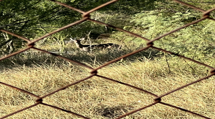 19 Hatfield Ln., Zapata, Texas 78076, 3 Bedrooms Bedrooms, 6 Rooms Rooms,3 BathroomsBathrooms,Residential,For Sale,19 Hatfield Ln.,20254343