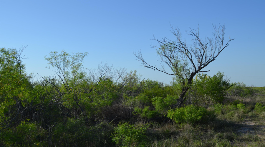 000 Sal si Puedes, Laredo, Texas 78044, ,Land,For Sale,000 Sal si Puedes,20254559
