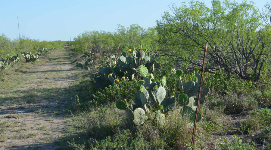 000 Sal si Puedes, Laredo, Texas 78044, ,Land,For Sale,000 Sal si Puedes,20254559