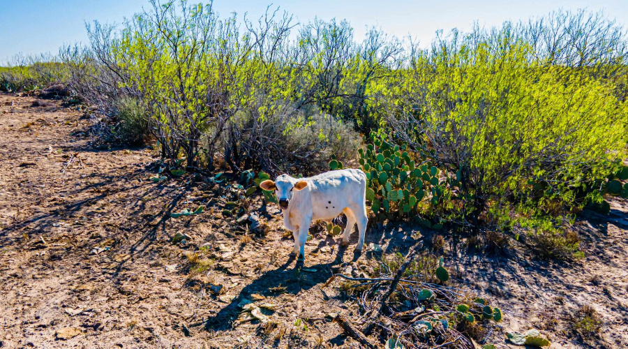 Parcel 2 ABST 209 J V Borrego, Zapata, Texas 00000, ,Land,For Sale,Parcel 2 ABST 209 J V Borrego,20261540